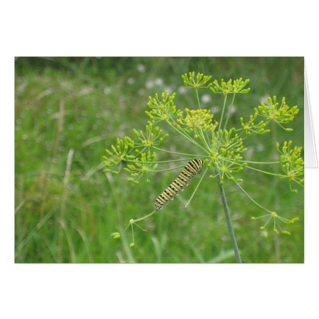 Vattenpelare Hälsningskort (Framsidan Horizontal)