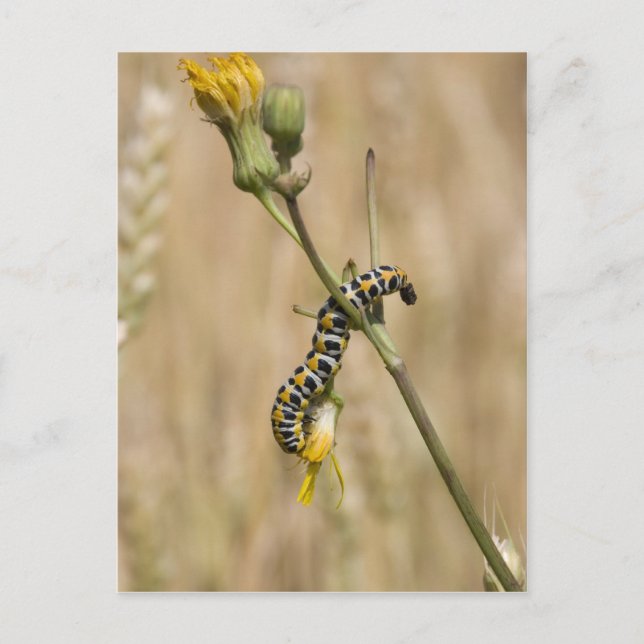 vattenpelare vykort (Framsida)