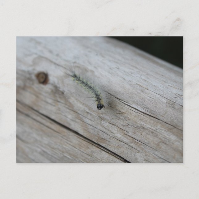 Vattenpelare Vykort (Framsida)