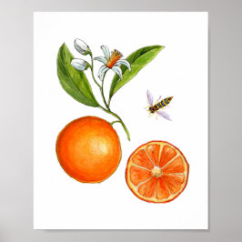 Vattentärgad Orange frukt, botaniskt Poster