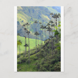 Vax handflatan Cocora valley Colombia Vykort