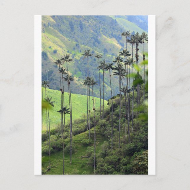 Vax handflatan Cocora valley Colombia Vykort (Framsida)