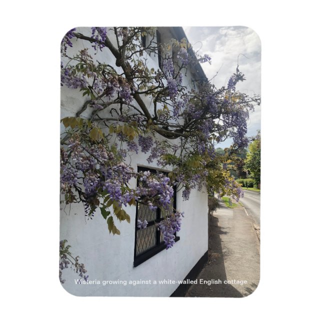 Växande blommor av syrenbuske mot en vitmural cott magnet (Vertikal)