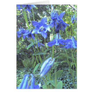 Växande columbines för vår hälsningskort
