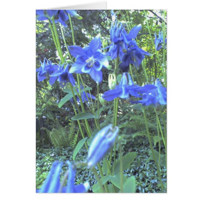 Växande columbines för vår hälsningskort (Framsidan)