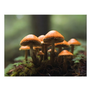 Växande svampar i skog fototryck