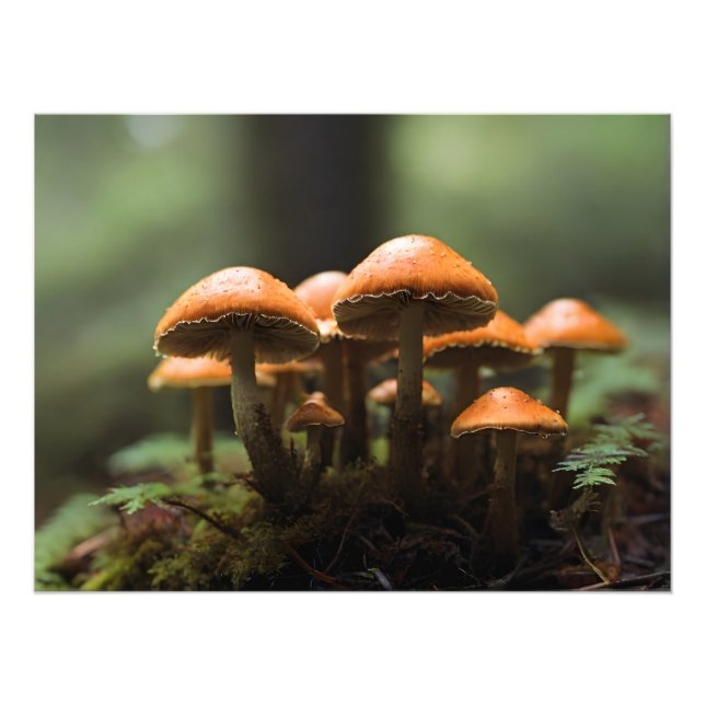Växande svampar i skog fototryck (Framsidan)