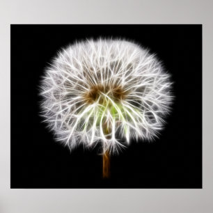 Växt för vitmaskrosblomma poster
