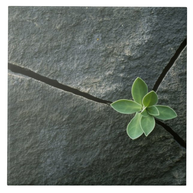 Växt som växer i knäckt stenblock kakelplatta (Framsidan)