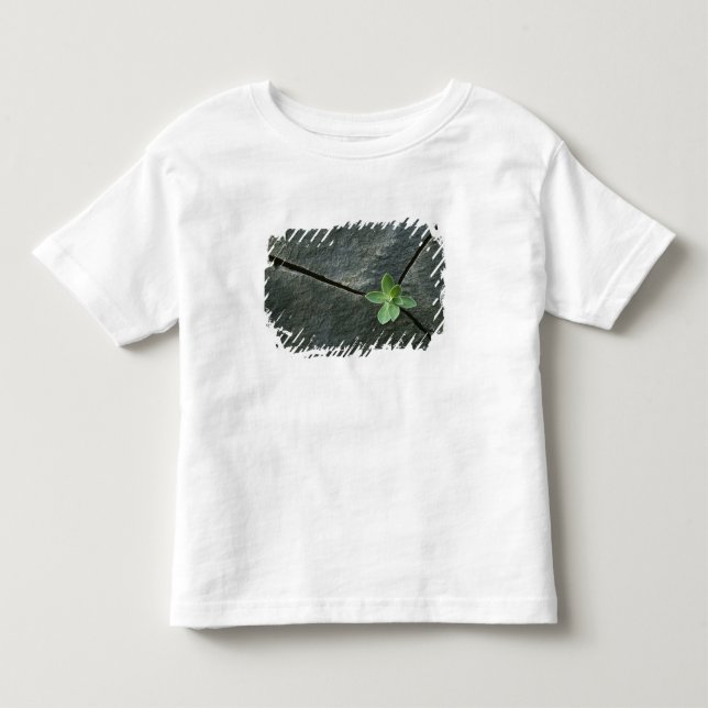 Växt som växer i knäckt stenblock tee (Framsida)