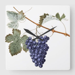 Växt Vinyard för lilor för löv för Fyrkantig Klocka