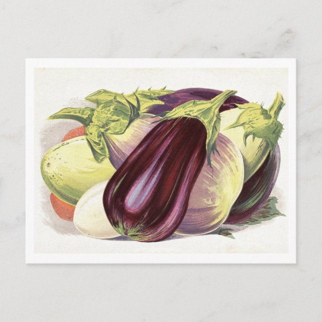 Växtbotanisk illustration vykort (Framsida)