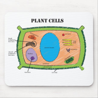 Växtcelldiagram Musmatta