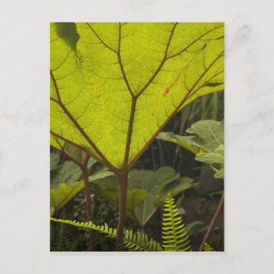 Växtdetalj i en botanisk trädgård, Ecuador 2 Vykort