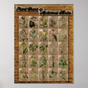 Växten kartlägger av Medicinal örter 1 24" x 20 Poster