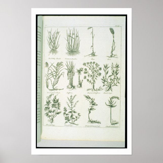 Växter från Culpeper's 'English Physician and Comp Poster (Framsidan)