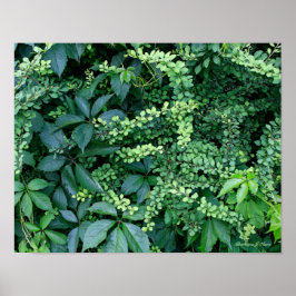växter från Kens trädgård Poster