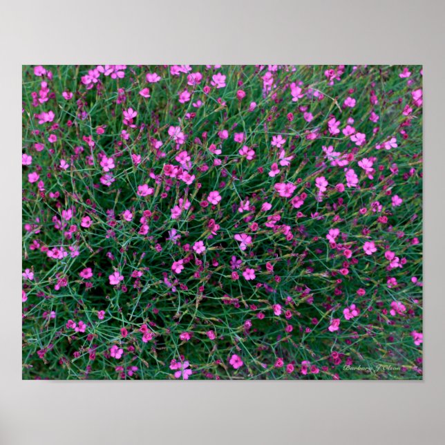 växter från Kens trädgård Poster (Framsidan)