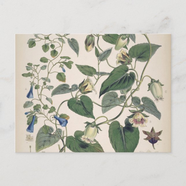 Växter i Himalayas Botany Helg Vykort (Framsida)