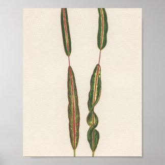 Växter Mamma Pappa Romantic Gardener Gift Poster