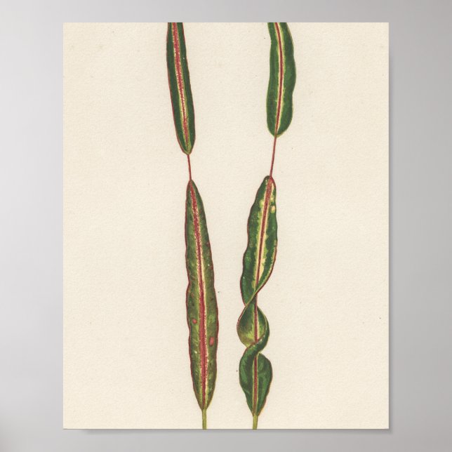 Växter Mamma Pappa Romantic Gardener Gift Poster (Framsidan)