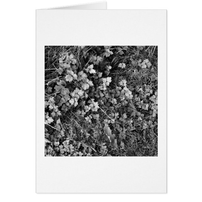 Växter och gräs hälsningskort (Framsidan)