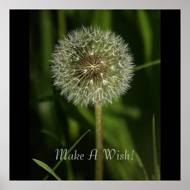 Växter och Vatten-bilder Poster (Framsidan)