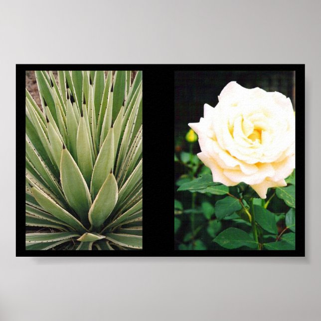 Växter Poster (Framsidan)