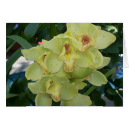 Växthusblommor fyra hälsningskort