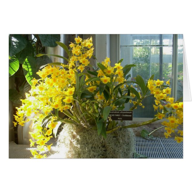 Växthusblommor två hälsningskort (Framsidan Horizontal)