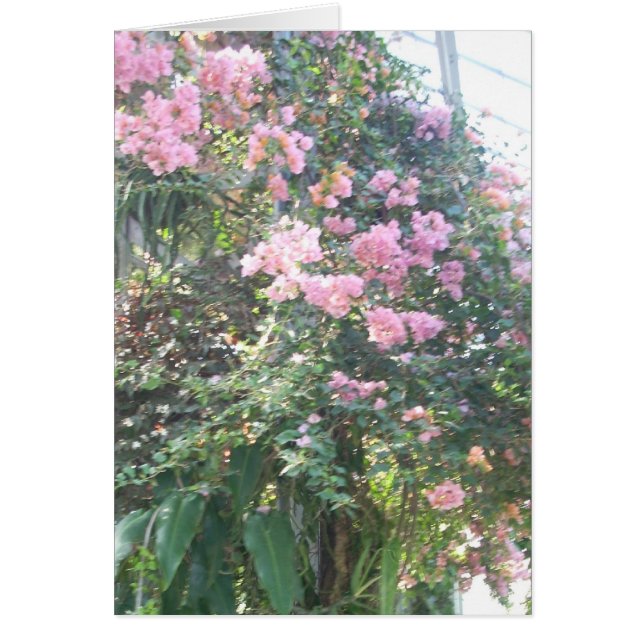 Växthuset blommar åtta hälsningskort (Framsidan)