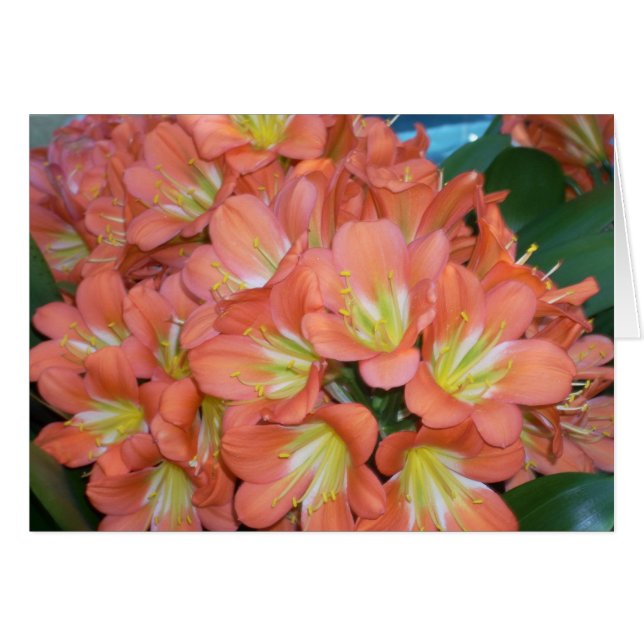 Växthuset blommar en hälsningskort (Framsidan Horizontal)