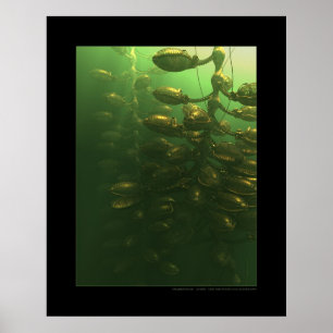 Växthuset Poster