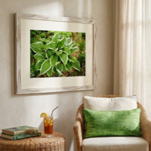 Växtlilja Hosta Växtblad Poster