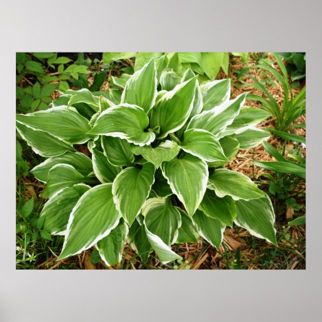 Växtlilja Hosta Växtblad Poster (Framsidan)