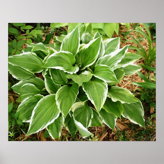 Växtlilja Hosta Växtblad Poster (Framsidan)