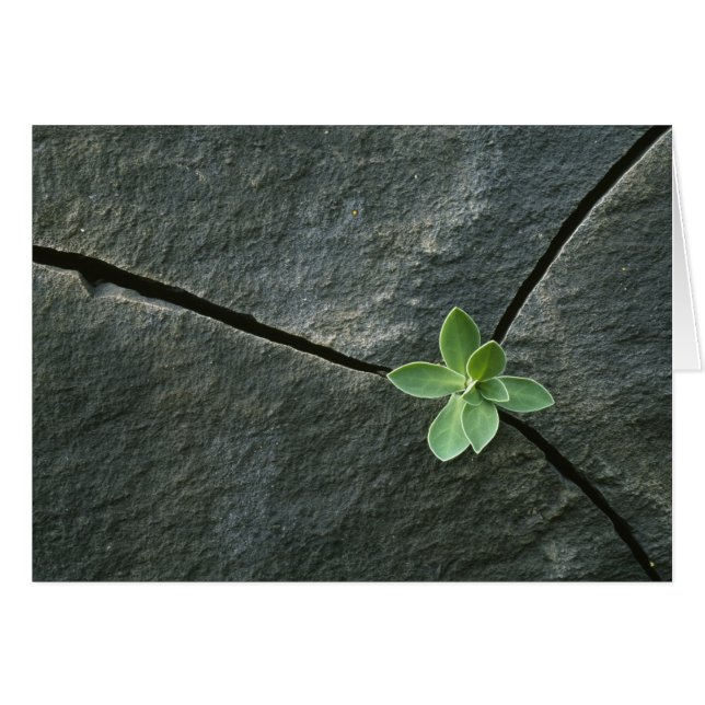 Växtodling i krackad skuldra hälsningskort (Framsidan Horizontal)