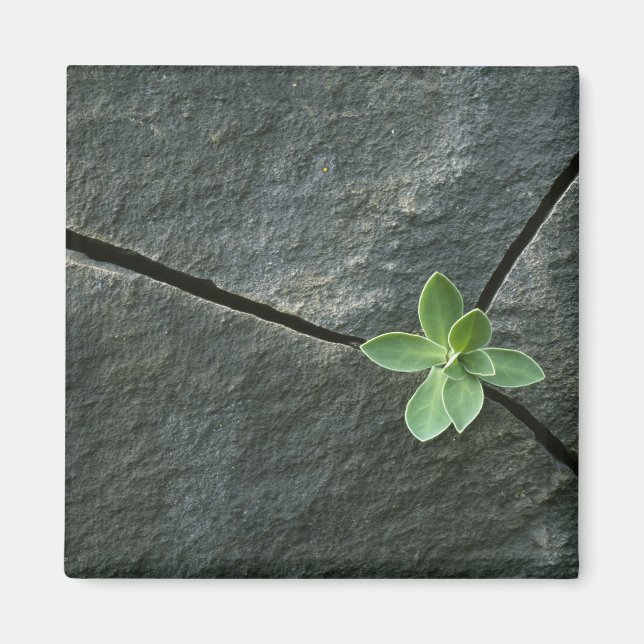 Växtodling i krackad skuldra magnet (Framsidan)