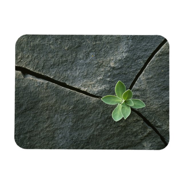 Växtodling i krackad skuldra magnet (Horisontell)