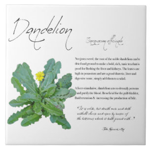Växtskydd: Dandelion   Keramiska plattor Kakelplatta