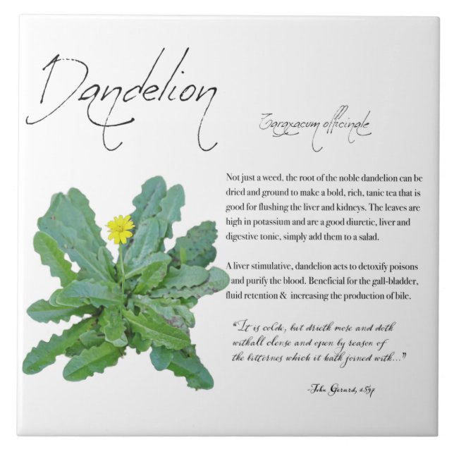 Växtskydd: Dandelion | Keramiska plattor Kakelplatta (Framsidan)