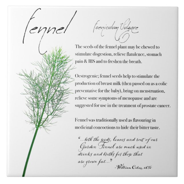 Växtskydd: Fennel | Keramiska plattor Kakelplatta (Framsidan)