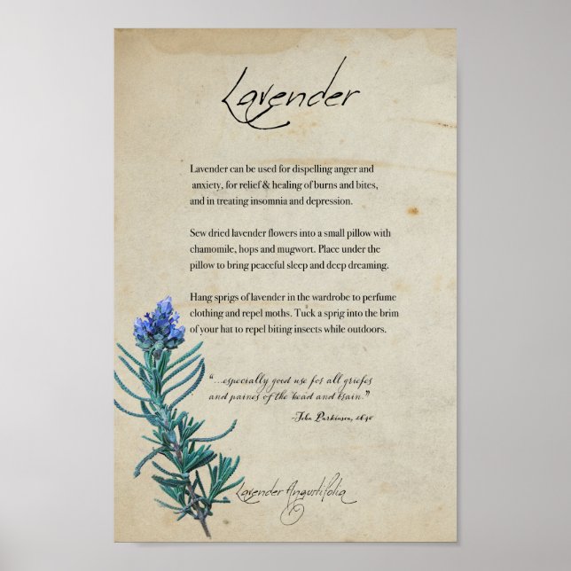 Växtskydd: Lavender | Botanisk Poster (Framsidan)