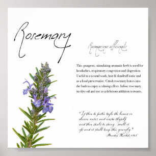 Växtskydd: Rosemary Botanisk Poster