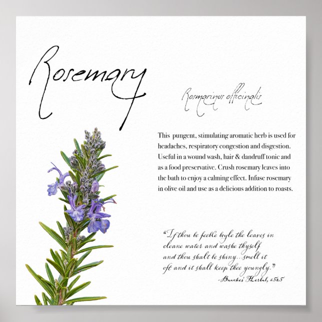 Växtskydd: Rosemary | Botanisk Poster (Framsidan)