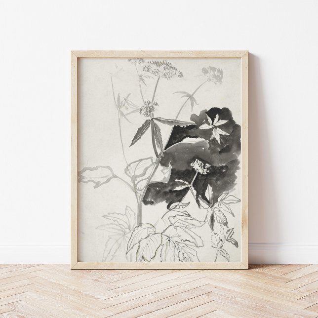 Växtstudie | Carel Adolph Cachet Poster (Skapare uppladdad)