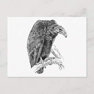 Vculture Bird Realistic Sketch Vykort