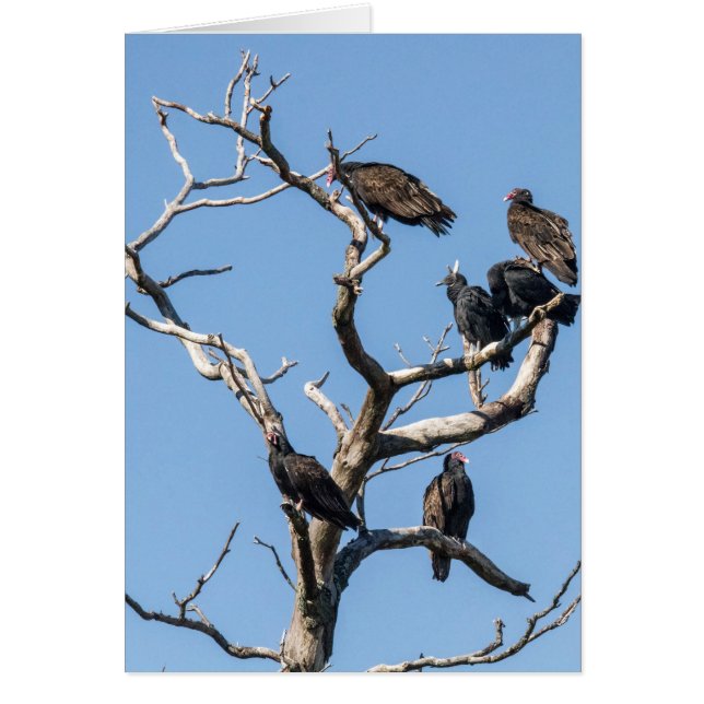 Vculture Family Träd Hälsningskort (Framsidan)