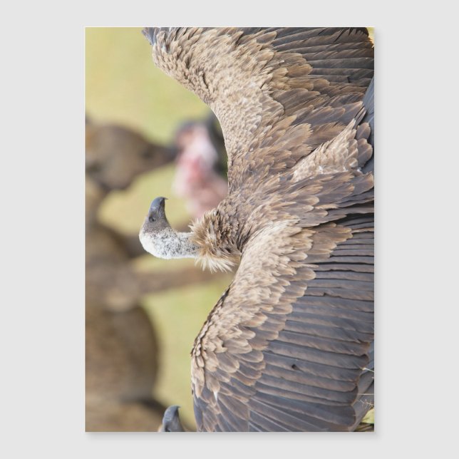 Vculture och Hyena (Framsida)