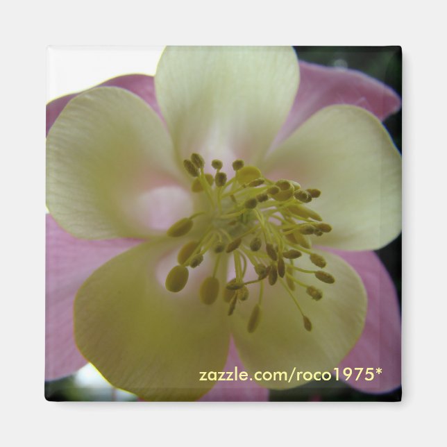 veduta magnet (Framsidan)